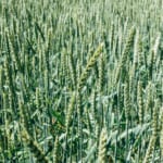 corn-field-moving-in-the-breeze